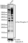 Western blot - Pan Phospho-T Rabbit pAb (AP1513)