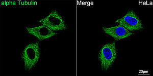 Immunofluorescence - FITC-conjugated Goat anti-Mouse IgG (H+L) (AS001)