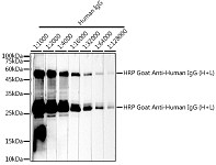 Western blot - HRP-conjugated Goat anti-Human IgG (H+L) (AS002)