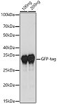 Western blot - HRP-conjugated Rabbit anti-Camelid VHH antibody (AS006)