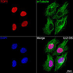 Immunofluorescence - Cy3-conjugated Goat anti-Rabbit IgG (H+L) (AS007)