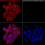 Immunofluorescence - Cy3-conjugated Goat anti-Mouse IgG (H+L) (AS008)