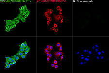 Immunofluorescence - FITC-conjugated Goat anti-Rabbit IgG (H+L) (AS011)