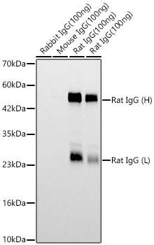 Anti-rat IgG, HRP-linked Antibody