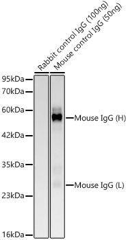 HRP-conjugated Donkey anti-Mouse IgG (H+L)