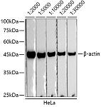 Western blot - HRP-conjugated Donkey anti-Rabbit IgG (H+L) (AS038)