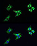 Immunofluorescence - ABflo® 488-conjugated Goat anti-Rabbit IgG (H+L) (AS053)