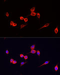Immunofluorescence - ABflo® 594-conjugated Goat anti-Mouse IgG (H+L) (AS054)