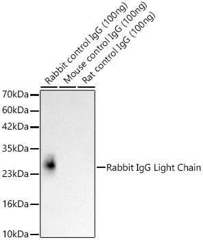 HRP-conjugated Mouse Anti-Rabbit IgG Light Chain