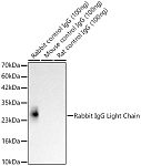 Western blot - HRP-conjugated Mouse anti-Rabbit IgG Light Chain (AS061)