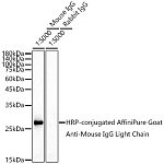Western blot - HRP-conjugated Goat anti-Mouse IgG Light Chain (AS062)