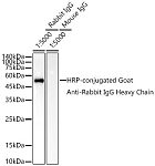 Western blot - HRP-conjugated Goat anti-Rabbit IgG Heavy Chain (AS063)