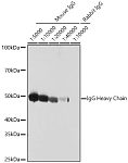 Western blot - HRP-conjugated Goat anti-Mouse IgG Heavy Chain (AS064)