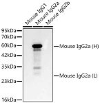 Western blot - HRP-conjugated Goat anti-Mouse IgG2a (AS065)