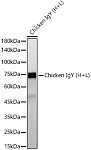 Western blot - Rabbit Anti-Chicken IgY (H+L) (AS090)
