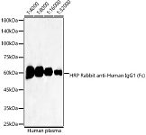 Western blot - HRP-conjugated Rabbit anti-Human IgG1 (Fc)  mAb (AS092)