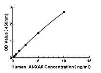  - Human Annexin A6 ELISA Kit (ANXA6) (RK00904)