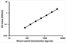  - Mouse Laminin subunit gamma-2 (LAMC2) ELISA Kit (RK08182)