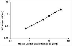  - Mouse Laminin subunit beta-2 (LAMB2) ELISA Kit (RK08186)