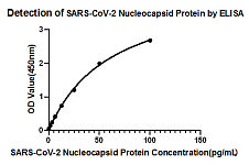 Western blot - Biotinylated SARS-CoV-2 Nucleocapsid Protein Antibody (DET) (RM17576)
