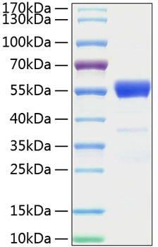 Recombinant Mouse IFN-gamma Protein