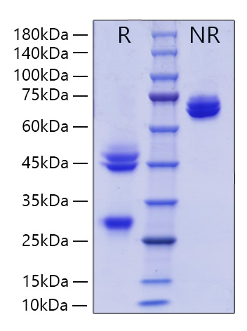 Recombinant Mouse IL-12/IL-12A&IL-12B Protein